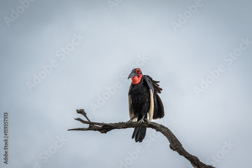 Southern ground hornbill on a branch. photo