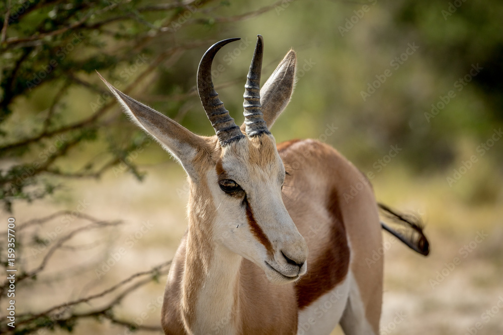Close up of a Springbok in the Kalagadi. Close up of a Springbok in the Kalagadi.