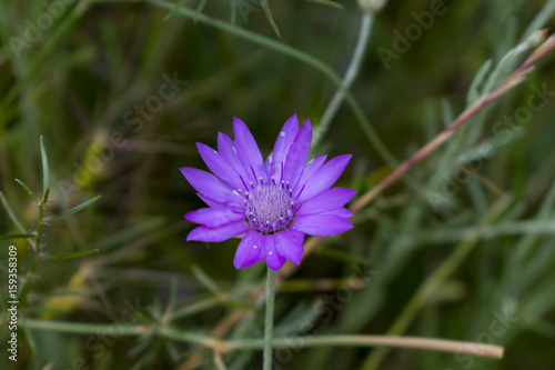 Purple flower close up