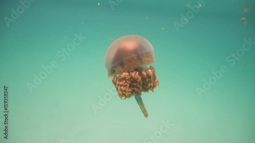 Jellyfish Lake is a marine lake located on Bucas Grande Island, Sohoton Cove. Philippines. Diving and snorkeling in the tropical sea. 4K video. photo