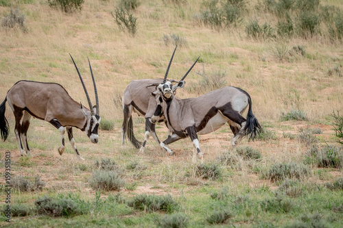 Two Gemsboks fighting in the grass. © simoneemanphoto