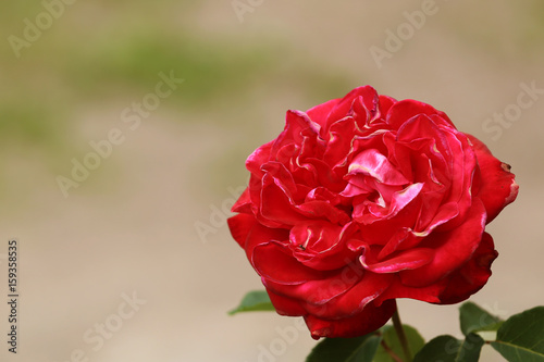 Macro shot of a single bright pink or light red rose in full bloom with petals wide open and a vibrant green and soft white background. photo