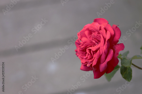 one red rose on blurred gray background photo