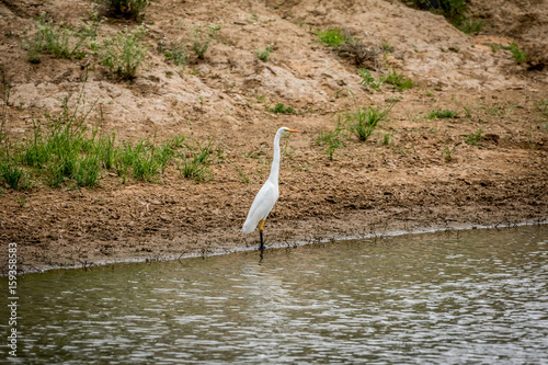 Yellow-billed egret standing in the water.