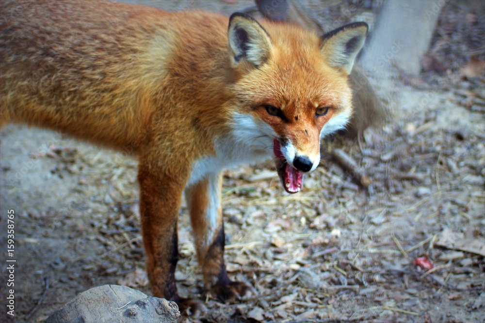 Red fox wink