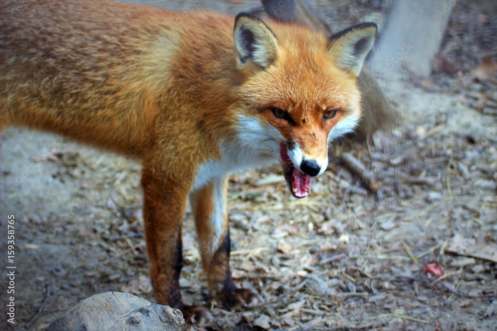 Naklejka premium Red fox wink