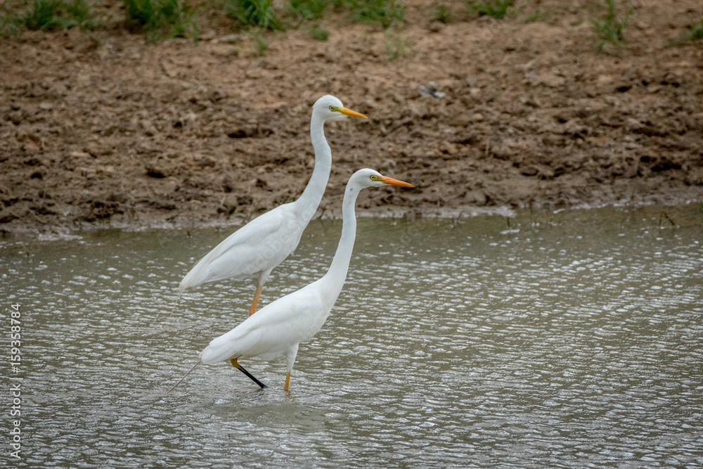 Two Yellow-billed egrets standing in the water.