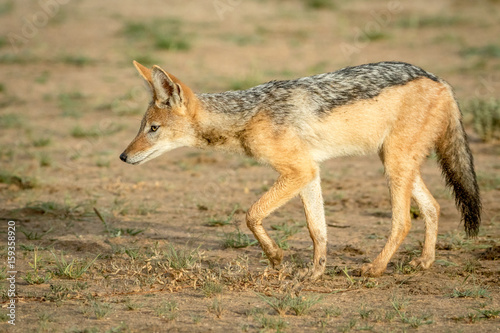 Side profile of a Black-backed jackal.