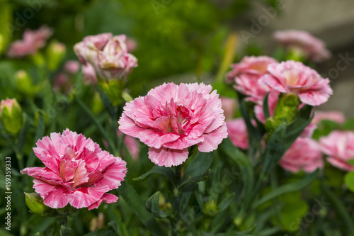 Pink and purple flowers 