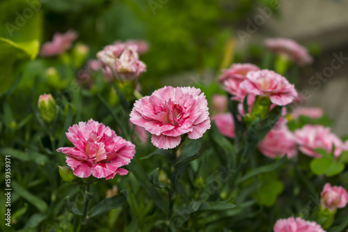 Pink and purple flowers 