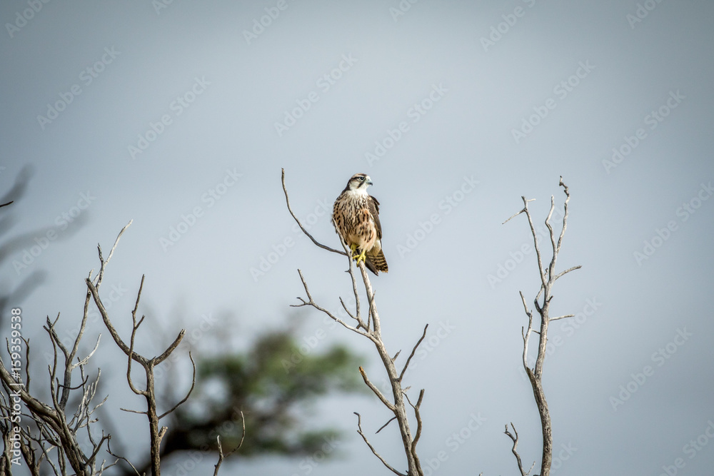 Juvenile Lanner falcon on a branch. Juvenile Lanner falcon on a branch.