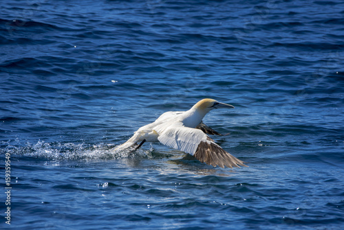 A northern gannet trying to take of from the water