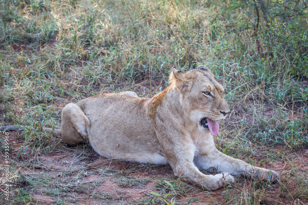 Lion laying in the grass and yawning. Lion laying in the grass and yawning.