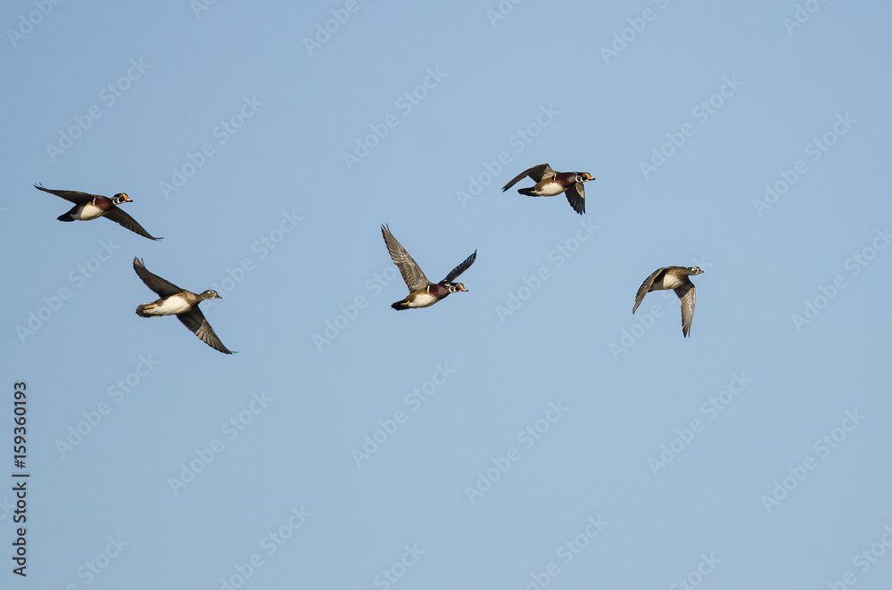 Flock of Wood Ducks Flying in a Blue Sky Flock of Wood Ducks Flying in a Blue Sky