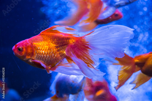 Tropical and aquarium goldfish in blue water. Beautiful background of the underwater world