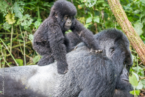 Fototapeta Naklejka Na Ścianę i Meble -  Baby Mountain gorilla on a Silverback.