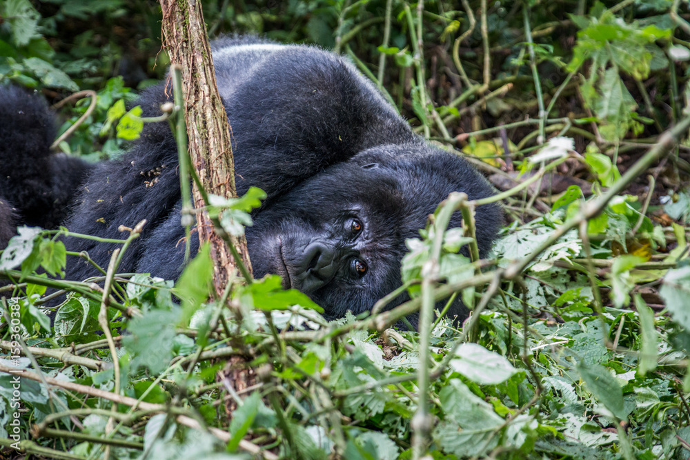 Silverback Mountain gorilla laying down. Silverback Mountain gorilla laying down.