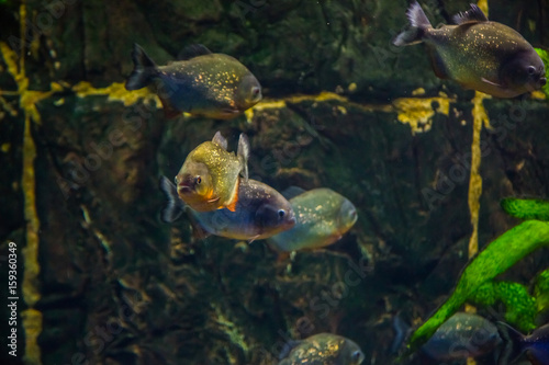 Tropical fish piranha with algae in blue water. Beautiful background of the underwater world