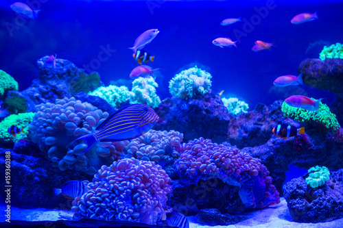 Fototapeta Naklejka Na Ścianę i Meble -  Tropical fish with corals and algae in blue water. Beautiful background of the underwater world