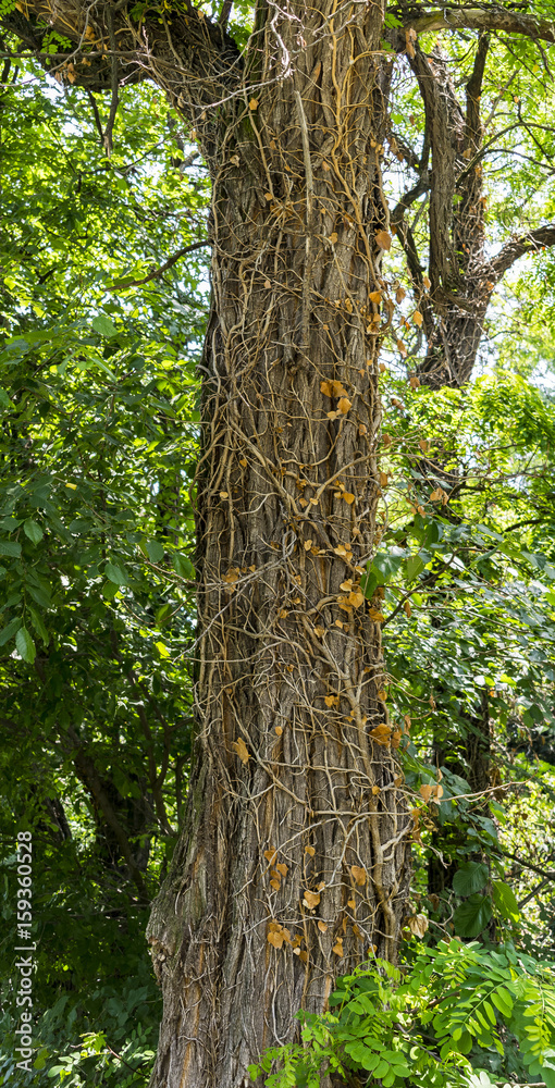 Tree branches around the tree Tree branches around the tree