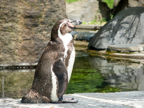 humboldt penguin near the water at the zoo