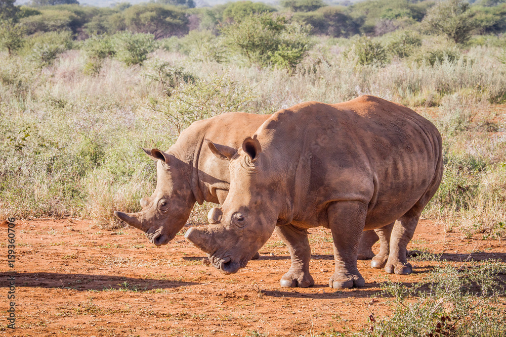 Obraz premium Two White rhinos standing in the sand.