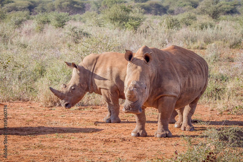 Obraz premium Two White rhinos standing in the sand.