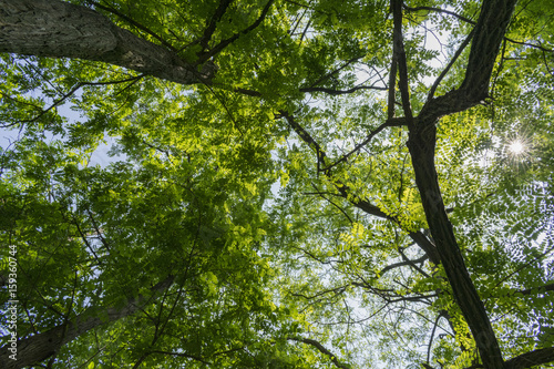 Tree branchesh from bottom to top