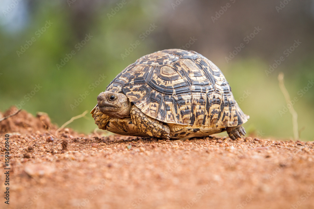 Close up of a Leopard tortoise on dirt.