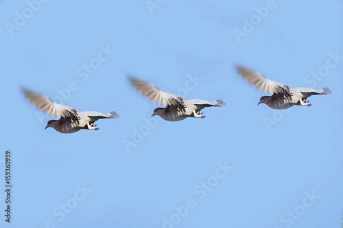 Group of Three Pigeons Flying