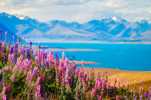 Landscape view of Lake Tekapo, flowers and mountains, New Zealand photo
