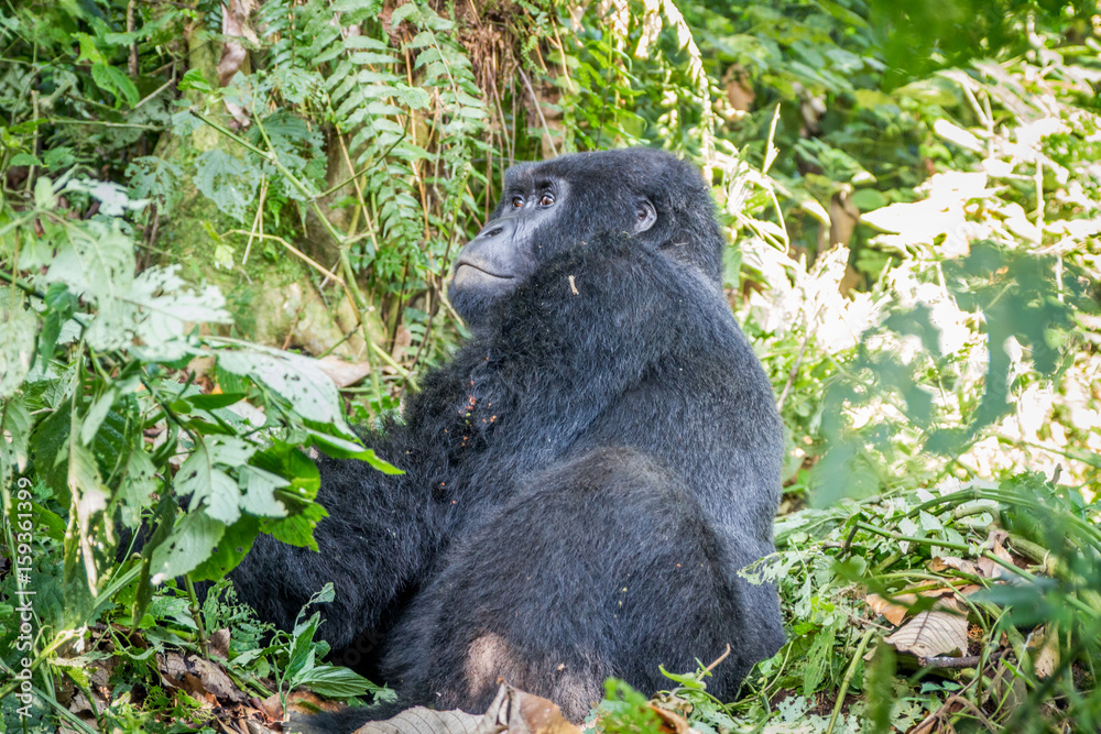 Obraz premium Silverback Mountain gorilla sitting.