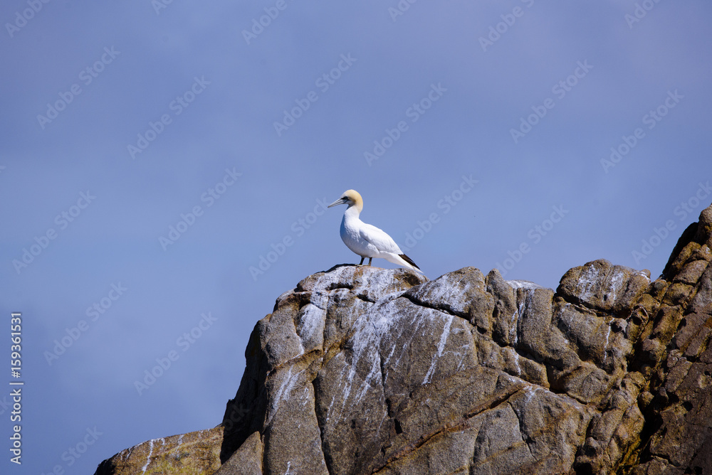 A lonely gannet facing the sea A lonely gannet facing the sea