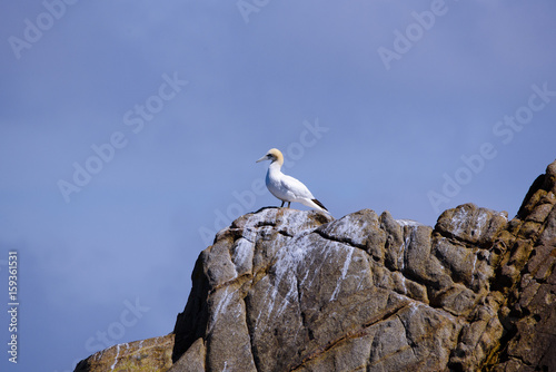 A lonely gannet facing the sea