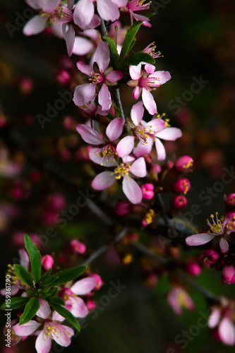 Blooming almond tree (Prunus dulcis) in the sun at spring photo