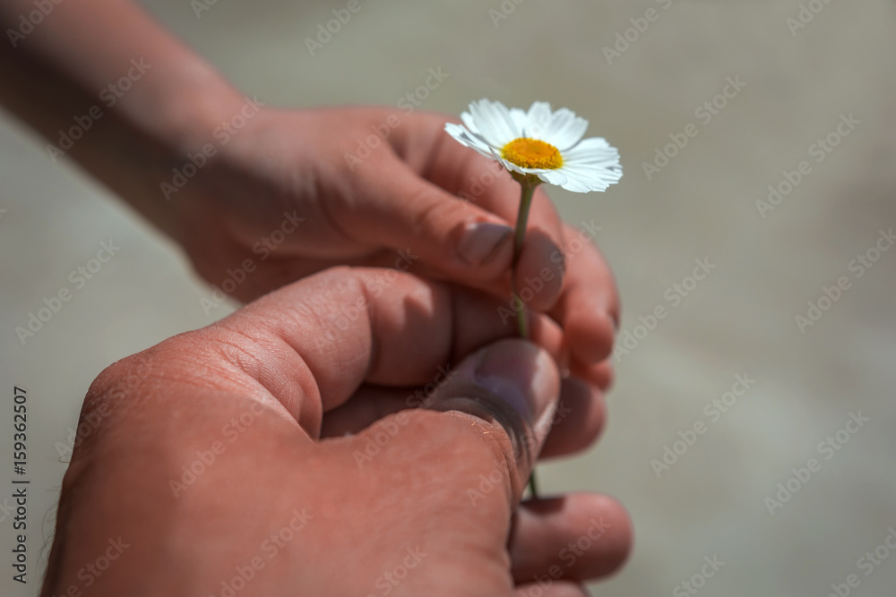 Hand gives a wild daisy flower with love.
