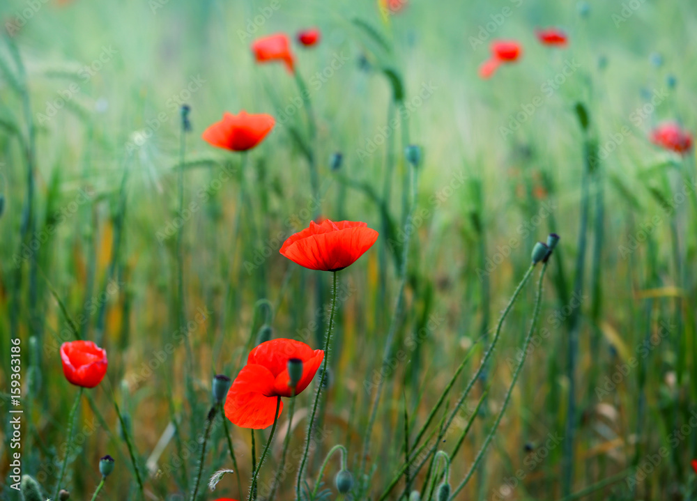 Obraz premium Photo of beautiful red poppies
