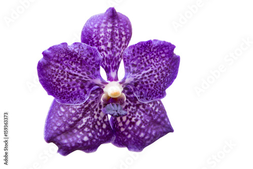 Fototapeta Naklejka Na Ścianę i Meble -  Orchid flower isolated on white