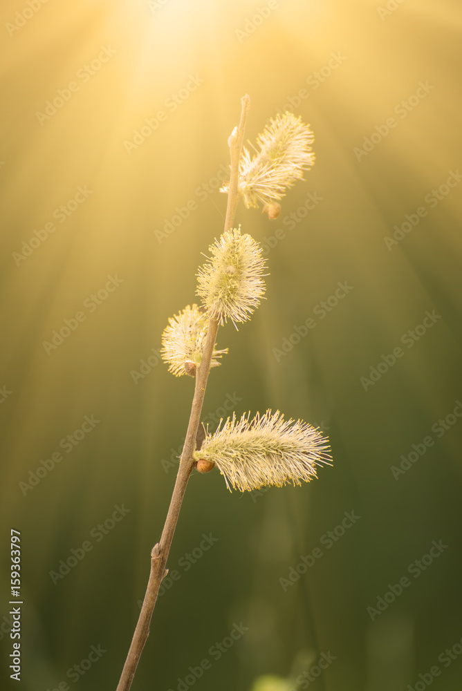 Obraz premium Blooming willow branch in springtime, seasonal easter background