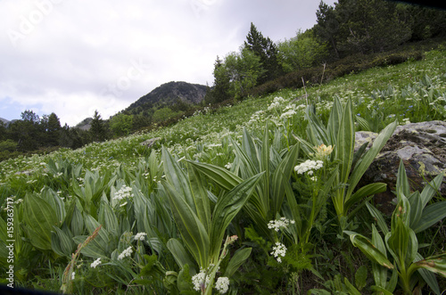 Parque Natural Valle de Sorteny (Andorra)