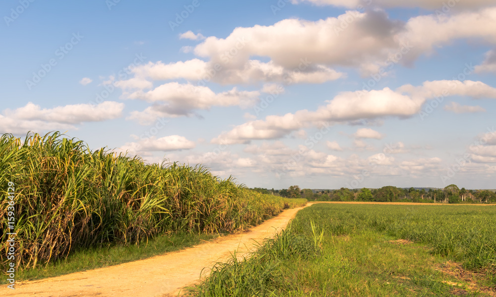 Cane field.