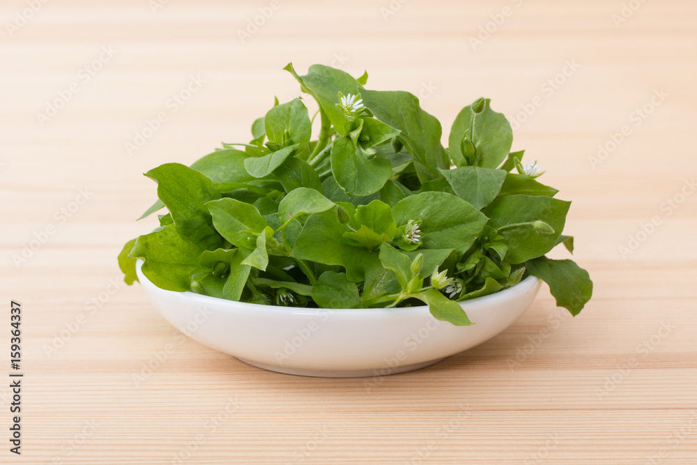 fresh chickweed / White porcelain bowl with chickweed fresh chickweed / White porcelain bowl with chickweed
