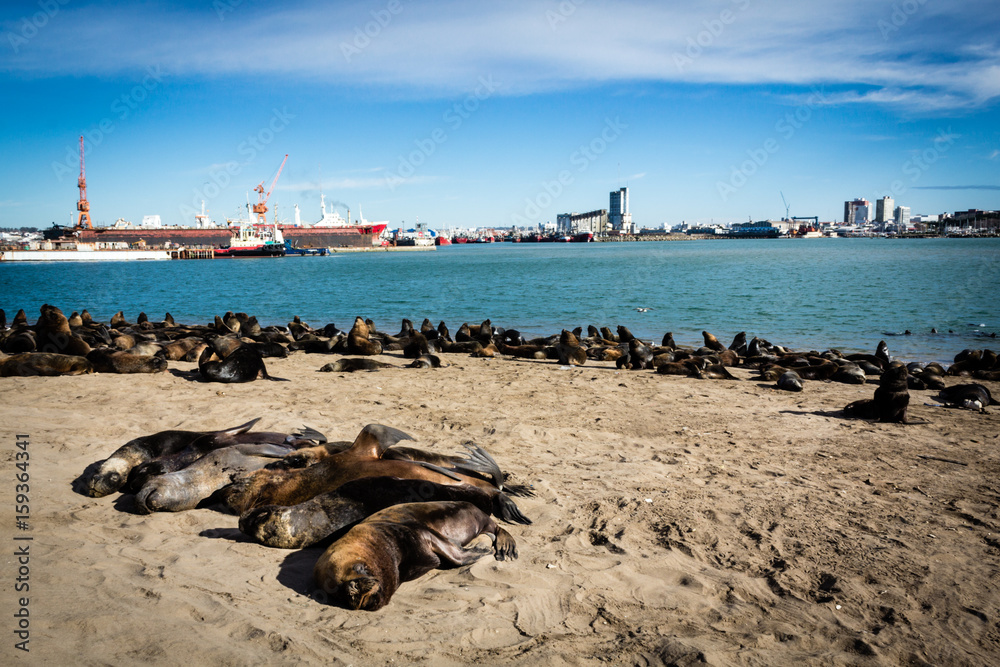 Sea lions in the sand