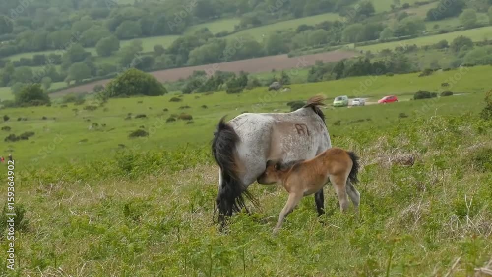 Dartmoor pony and foal suckling Dartmoor pony and foal suckling