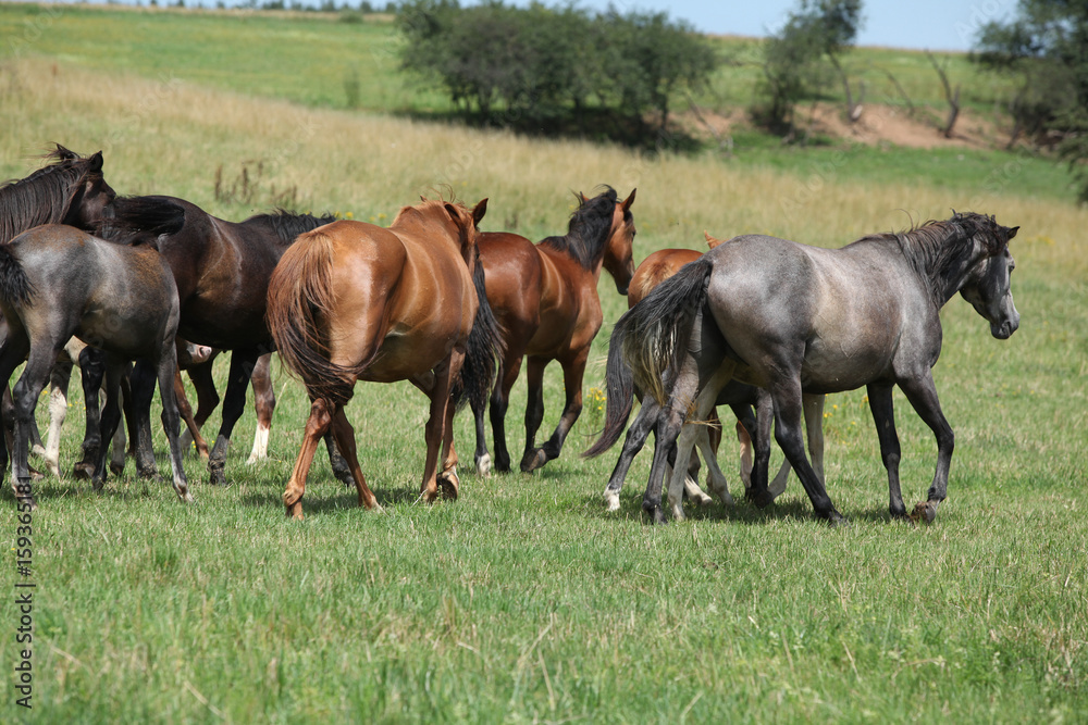 Beautiful horses going together on pasturage Beautiful horses going together on pasturage