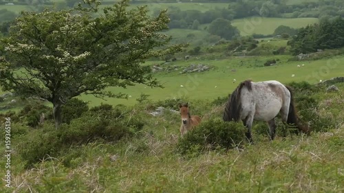 Dartmoor pony and foal grazing