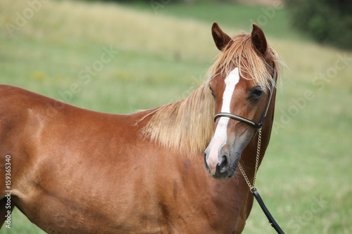 Fototapeta Naklejka Na Ścianę i Meble -  Beautiful welsh pony on pasturage