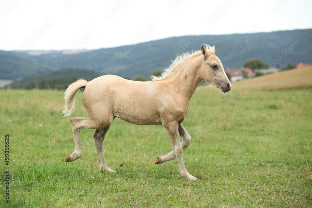Amazing welsh part-bred foal