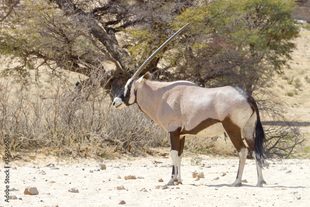 An Oryx (Gemsbok) photographed in the Kgalagadi Transfrontier National Park situated between South Africa, Namibia, and Botswana. An Oryx (Gemsbok) photographed in the Kgalagadi Transfrontier National Park situated between South Africa, Namibia, and Botswana.