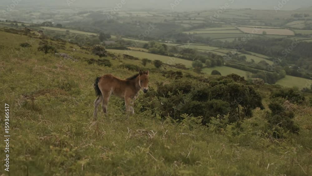 Small Dartmoor pony / foal, countryside landscape Small Dartmoor pony / foal, countryside landscape